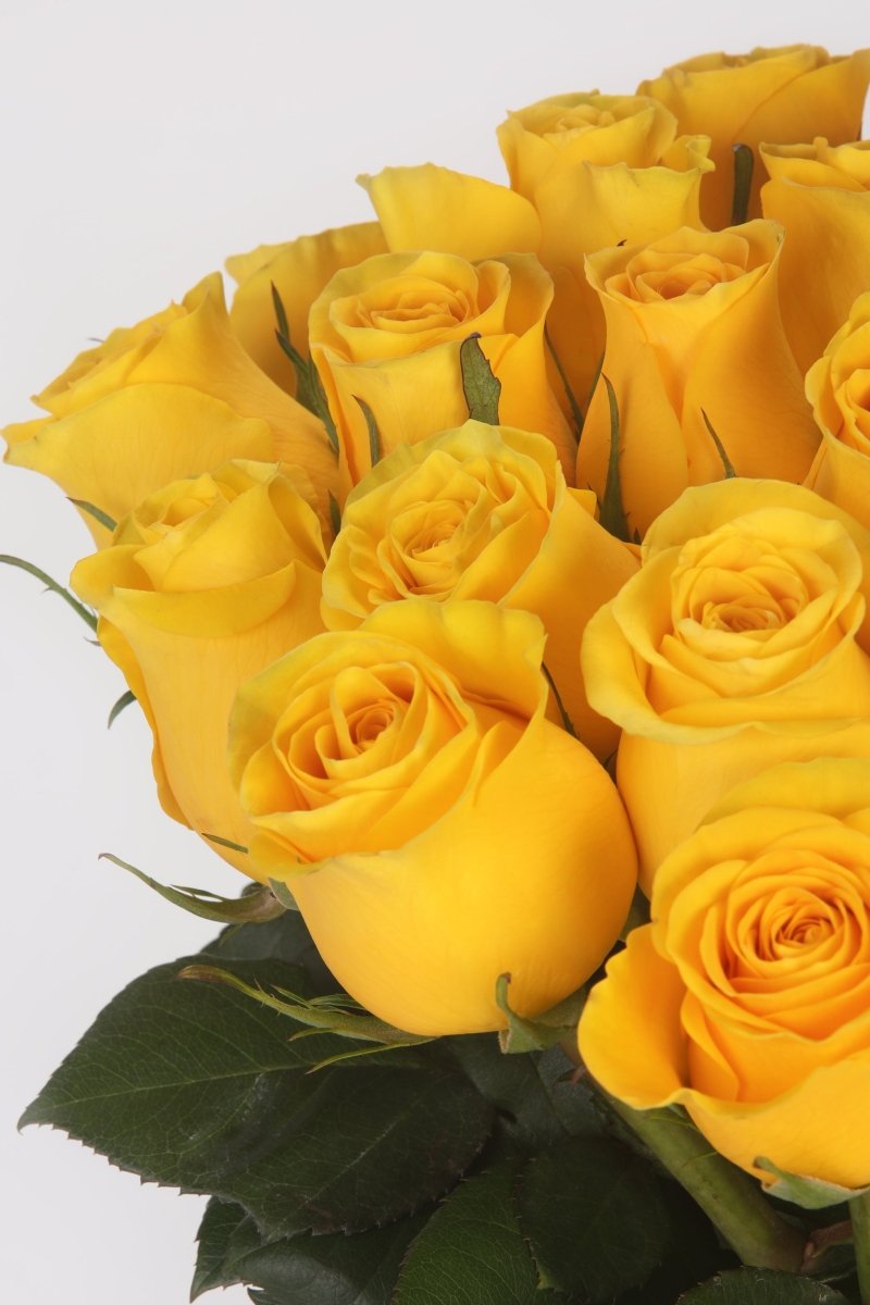 Sunshine Bliss - Hunter & Aurora Roses