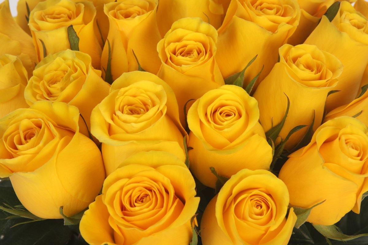 Sunshine Bliss - Hunter & Aurora Roses