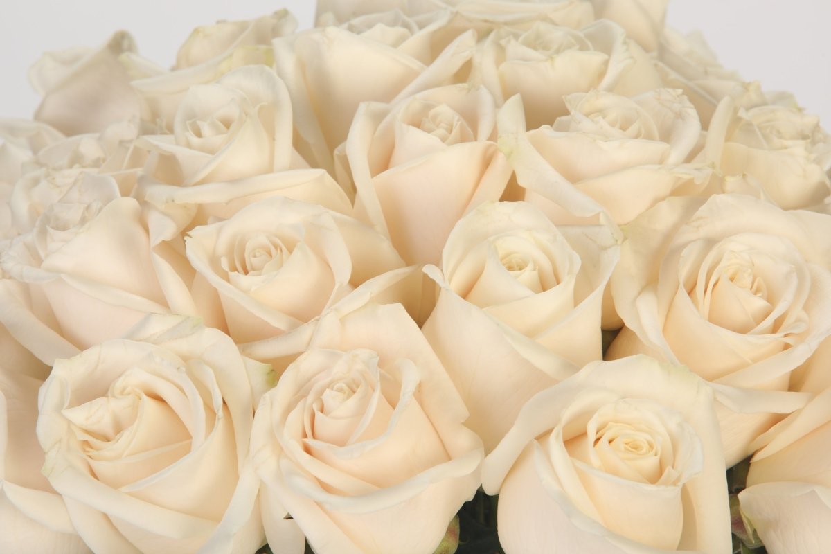 Cream Kiss - Hunter & Aurora Roses