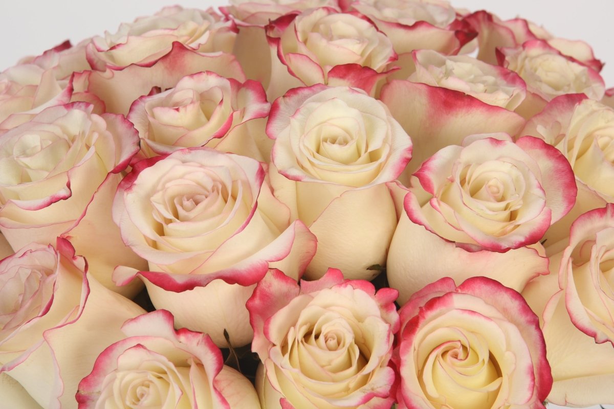 Vanilla Sky - Hunter & Aurora Roses