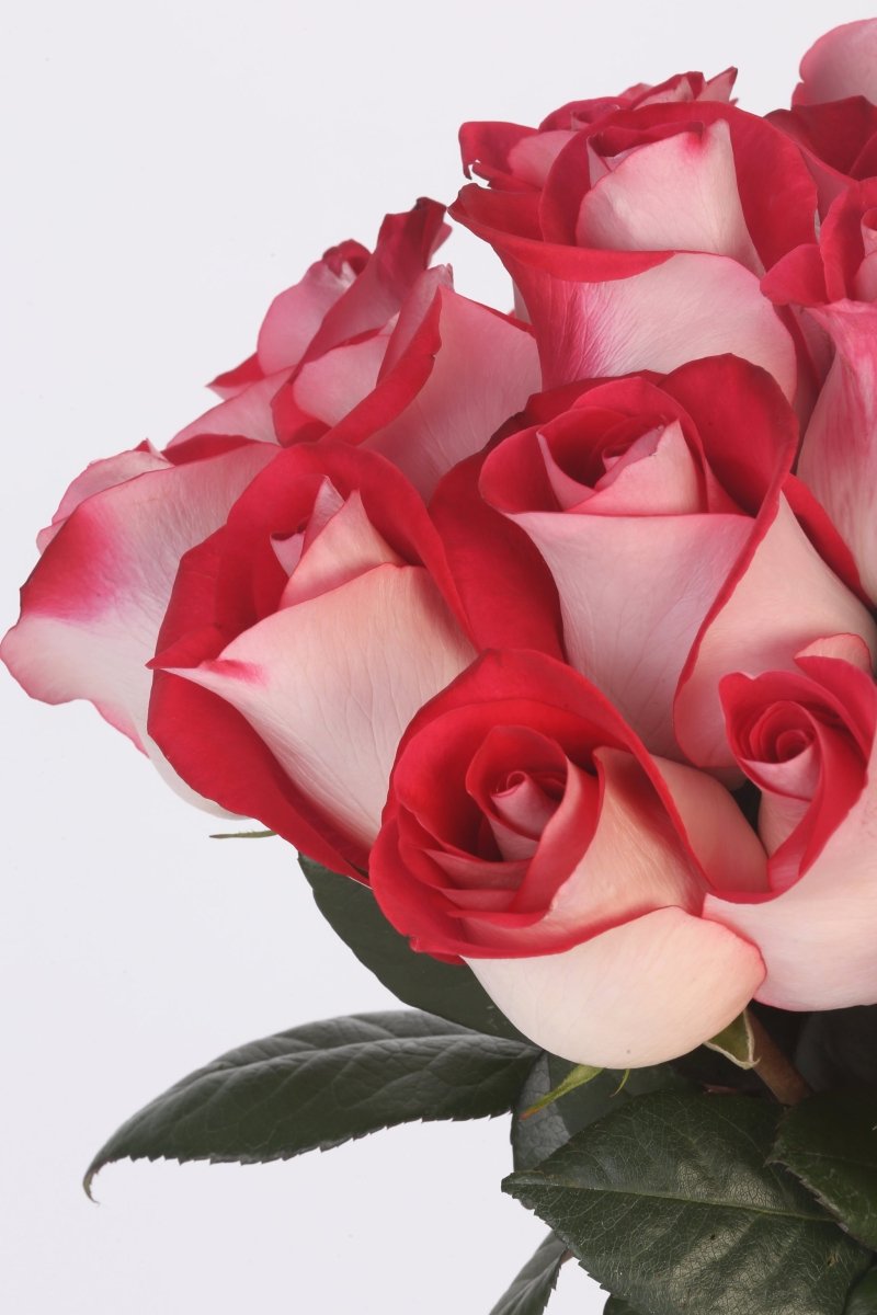 Crimson Embrace - Hunter & Aurora Roses