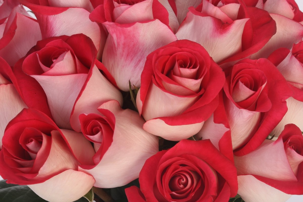 Crimson Embrace - Hunter & Aurora Roses