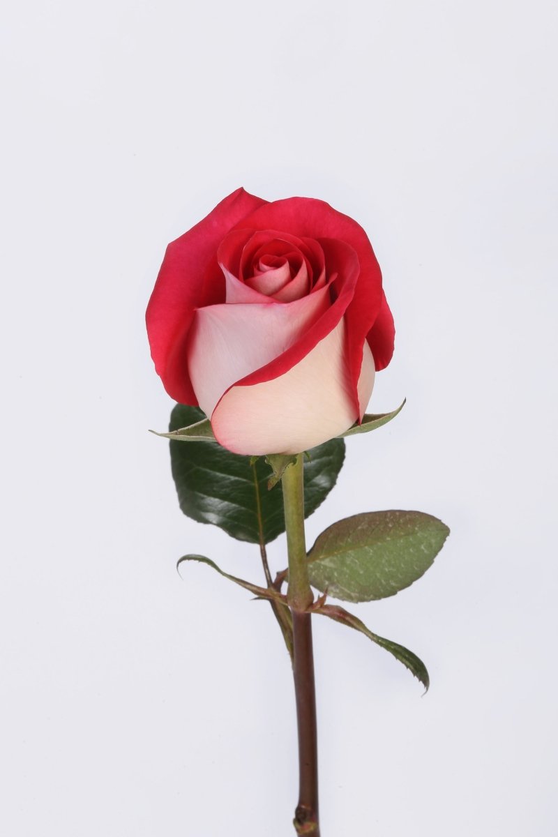 Crimson Embrace - Hunter & Aurora Roses