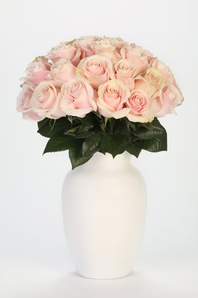 Blush Elegance - Hunter & Aurora Roses