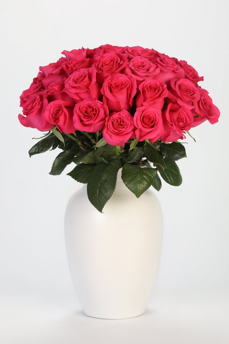 Fuchsia Fantasy - Hunter & Aurora Roses