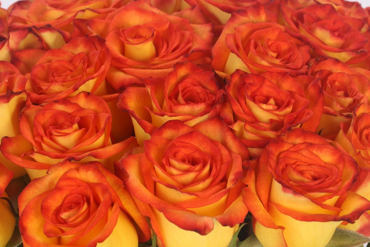 Fire & Gold - Hunter & Aurora Roses