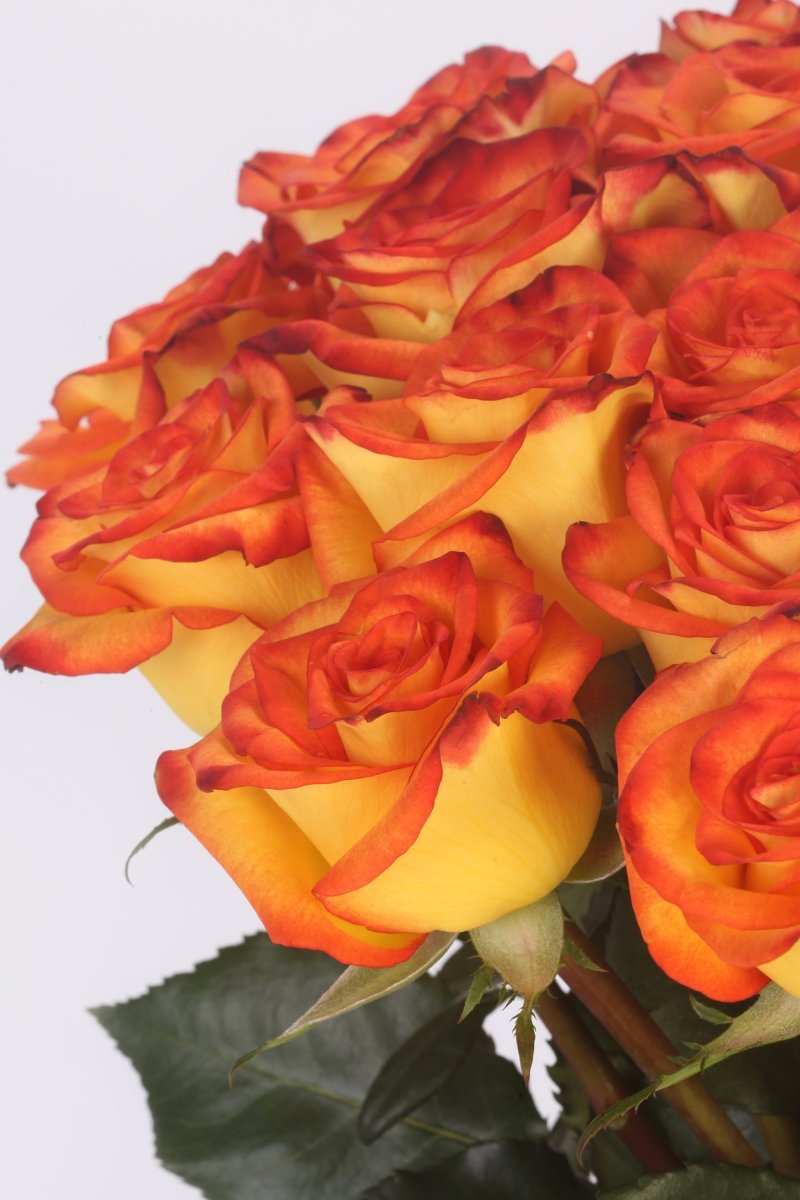 Fire & Gold - Hunter & Aurora Roses