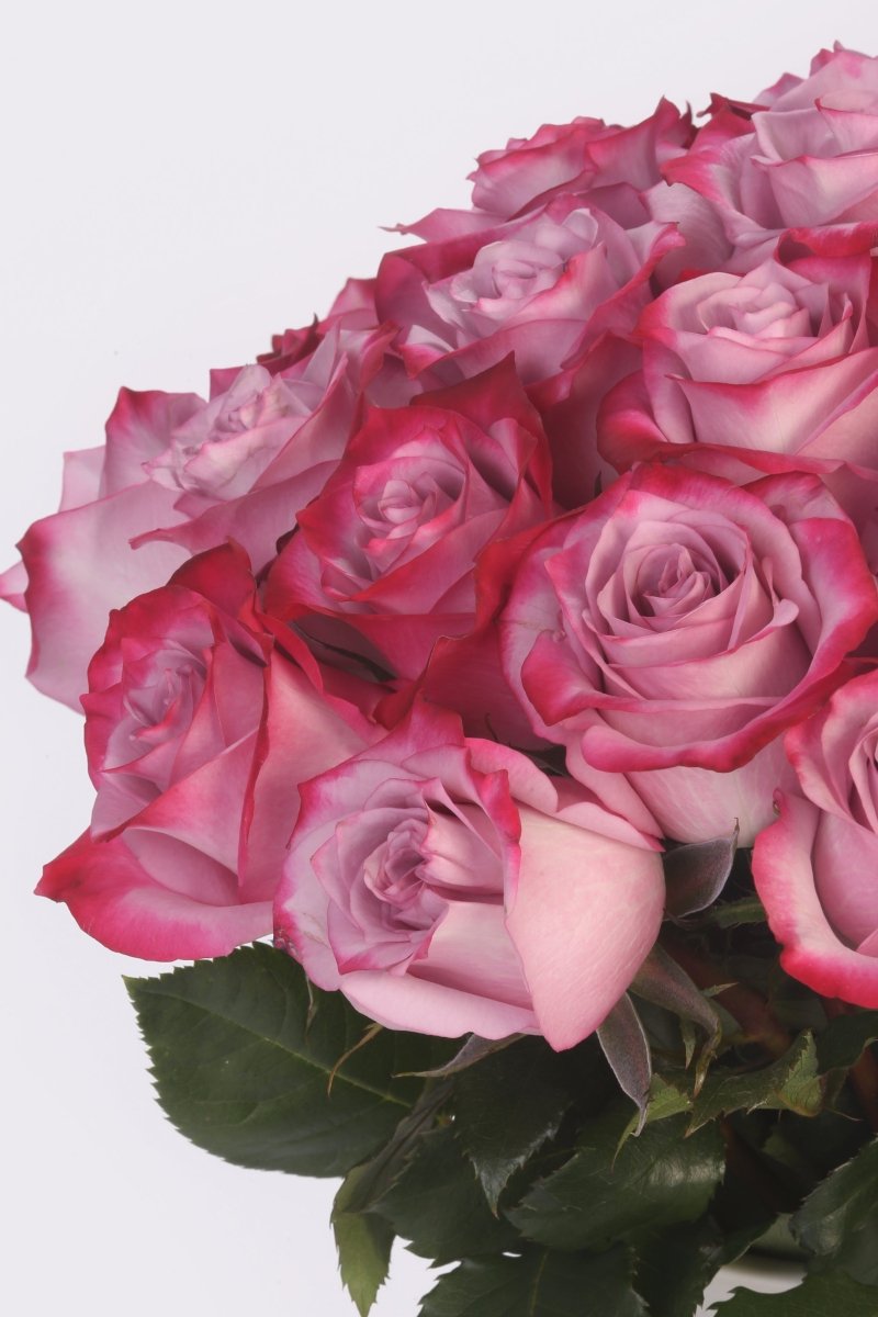 Mystic Lavender - Hunter & Aurora Roses