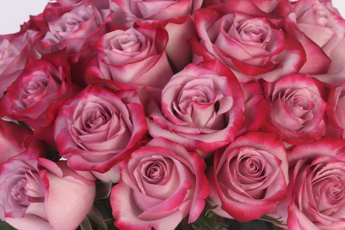 Mystic Lavender - Hunter & Aurora Roses