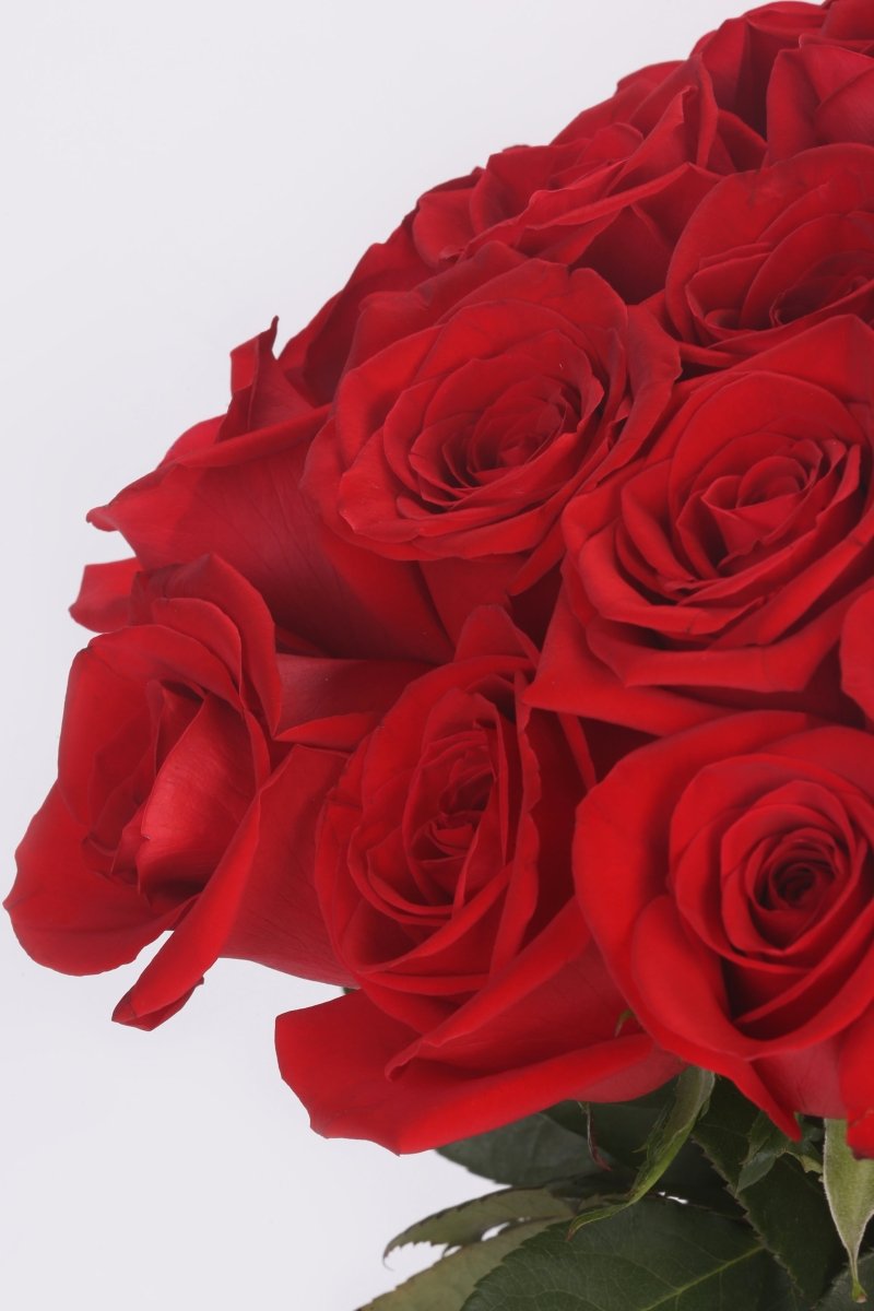 Velvet Passion - Hunter & Aurora Roses