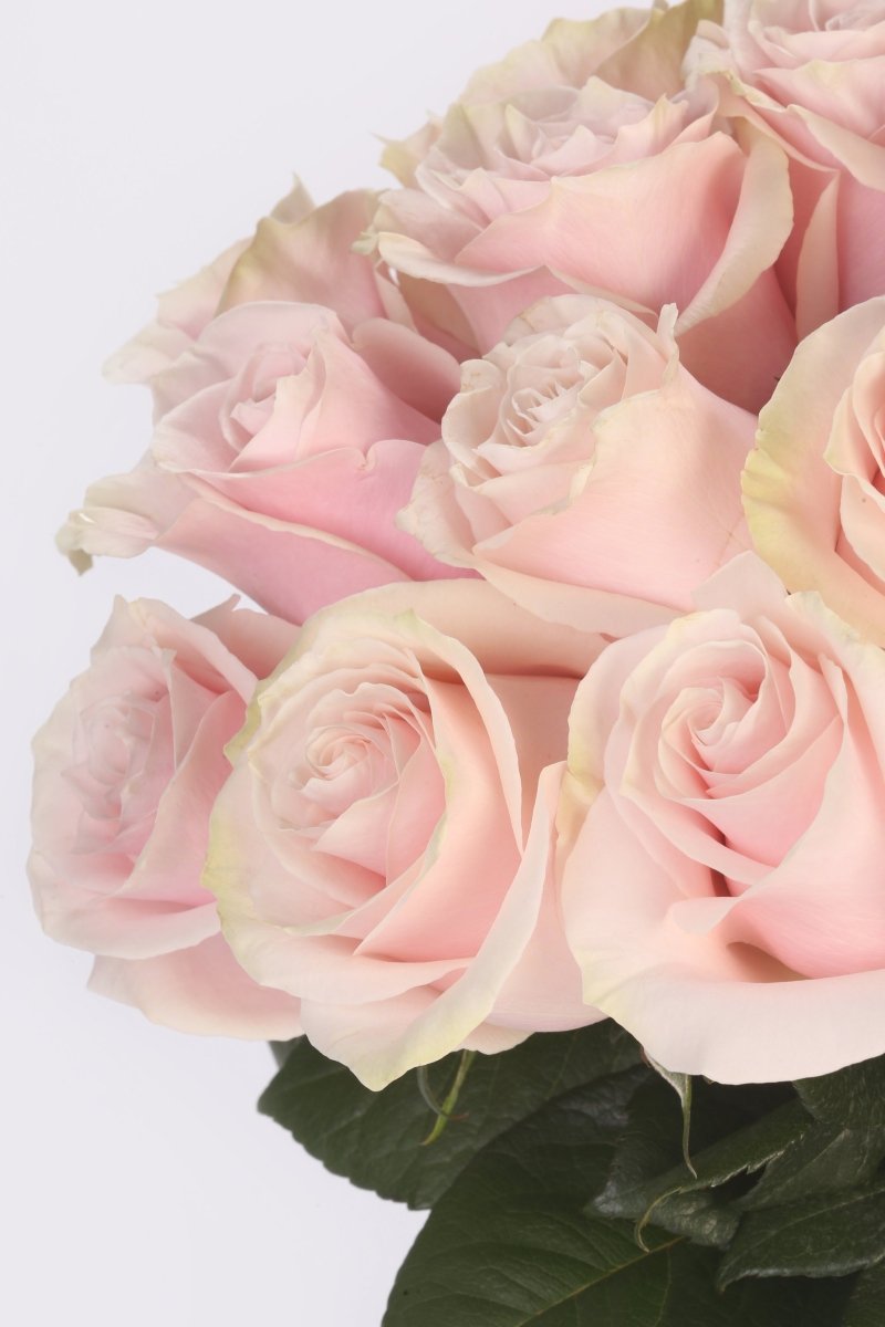 Blush Elegance - Hunter & Aurora Roses