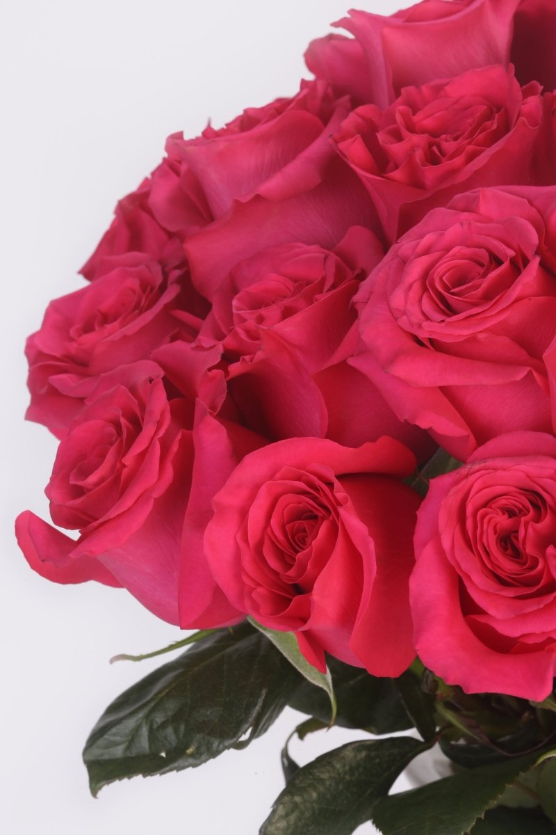Fuchsia Fantasy - Hunter & Aurora Roses
