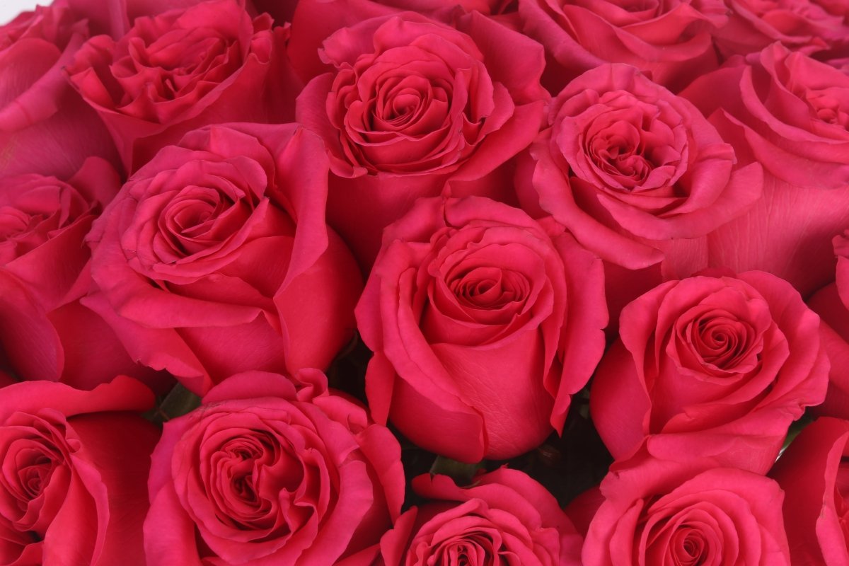 Fuchsia Fantasy - Hunter & Aurora Roses