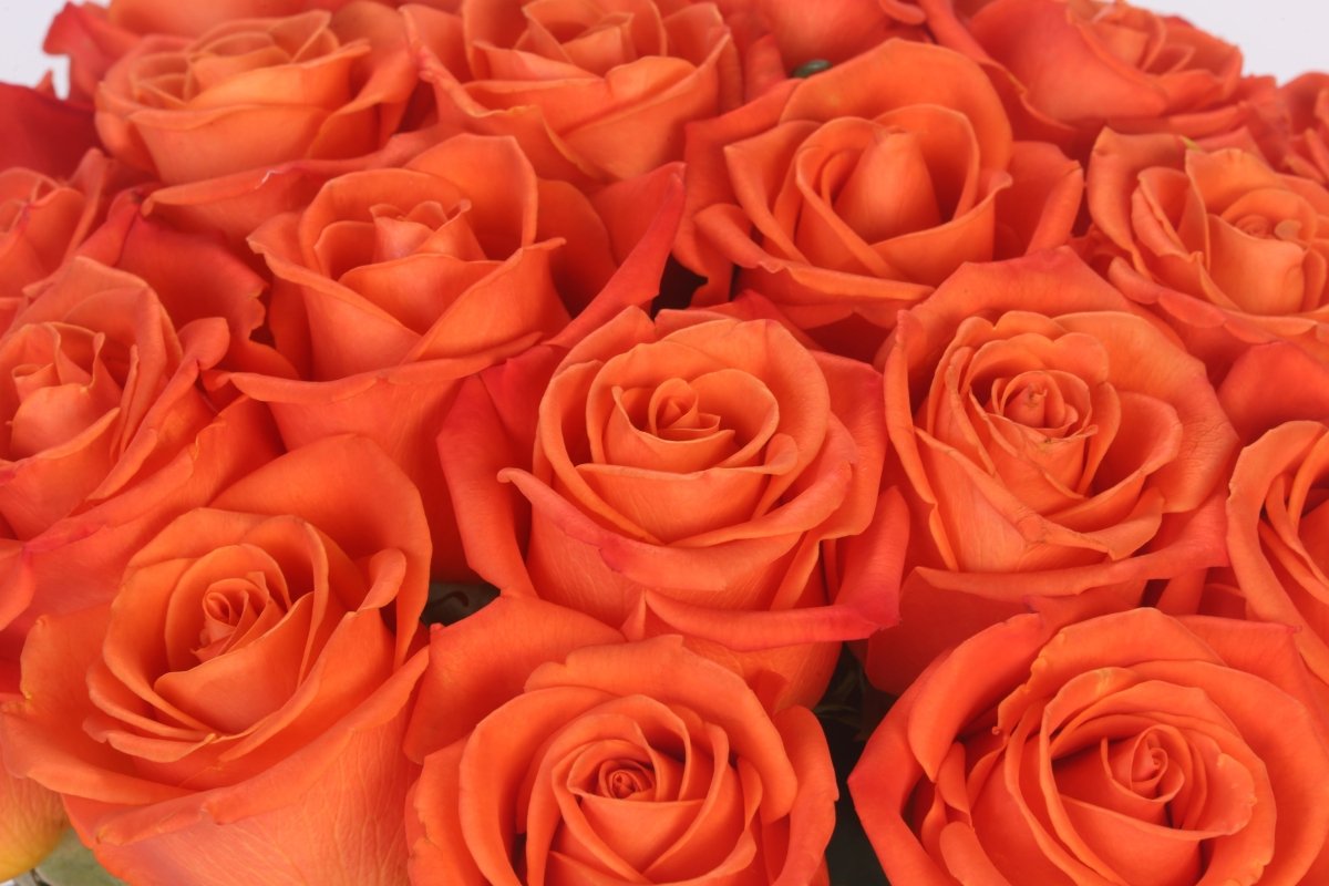 Citrus Blaze - Hunter & Aurora Roses
