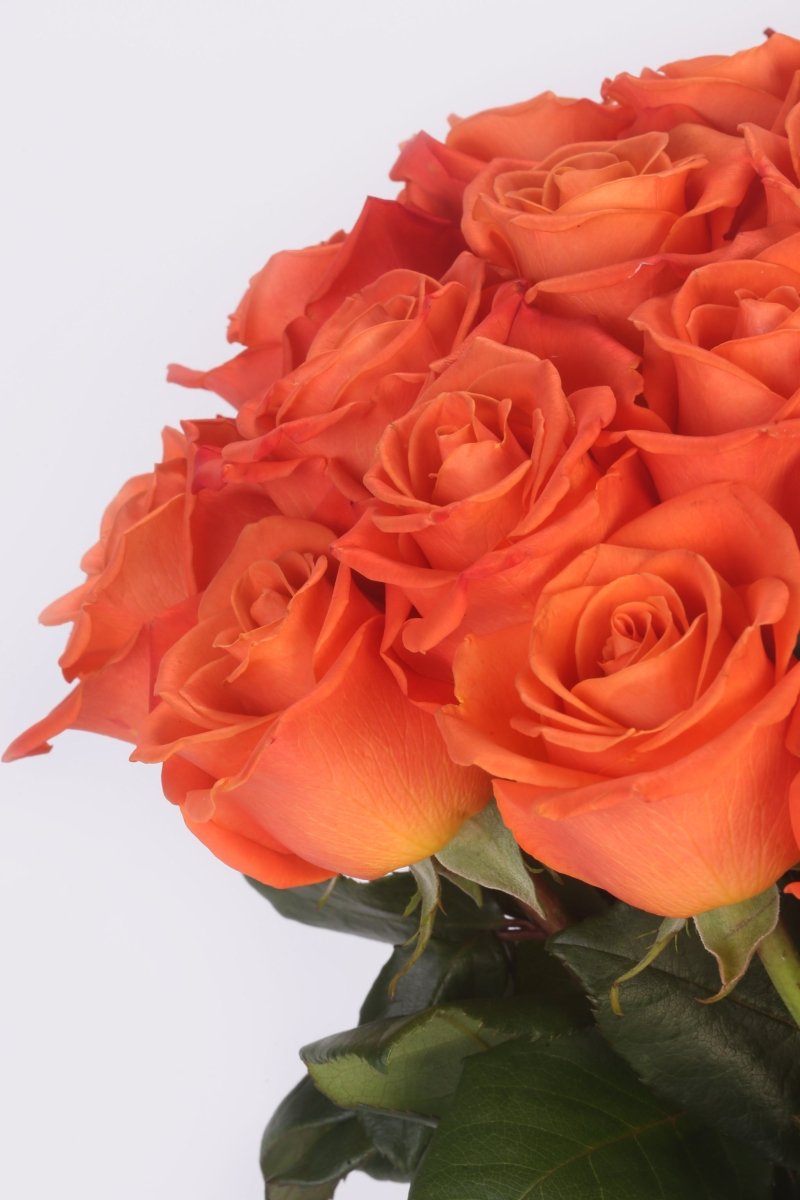 Citrus Blaze - Hunter & Aurora Roses