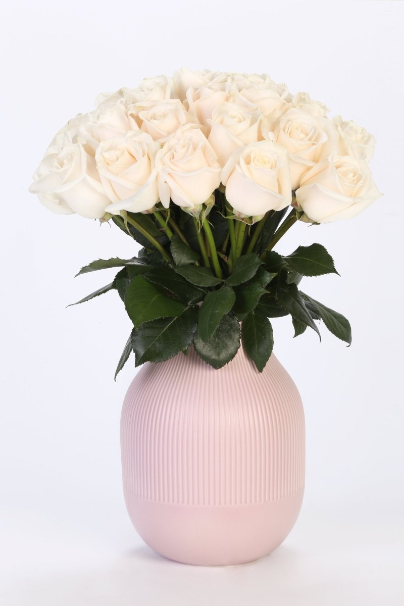 Cream Kiss - Hunter & Aurora Roses