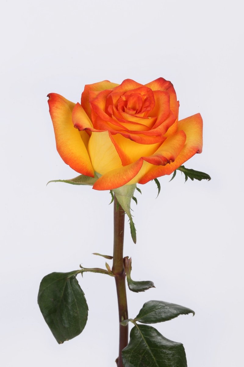 Fire & Gold - Hunter & Aurora Roses