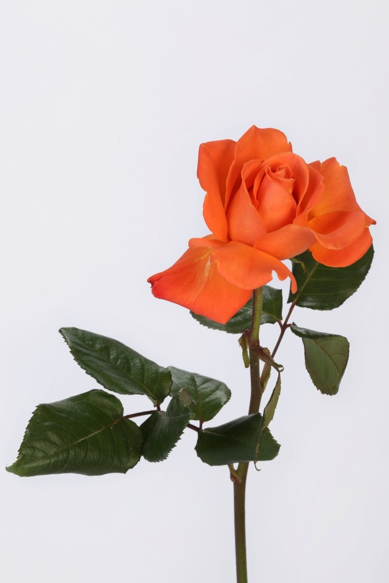Citrus Blaze - Hunter & Aurora Roses