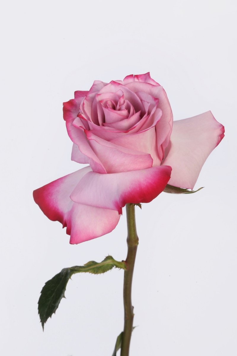 Mystic Lavender - Hunter & Aurora Roses
