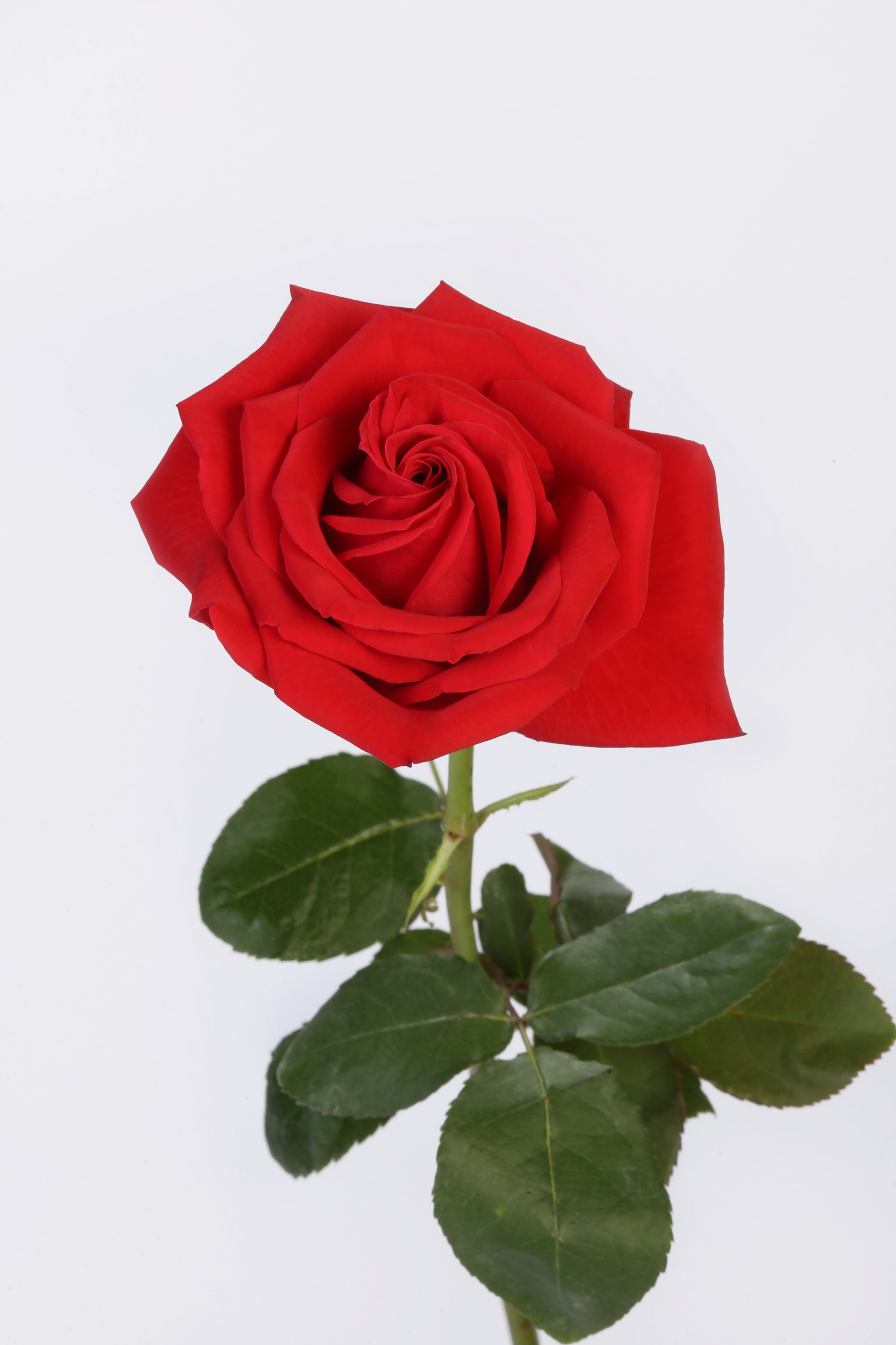Velvet Passion