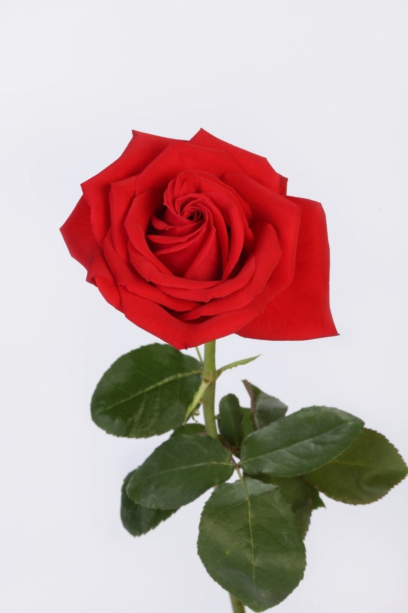 Velvet Passion - Hunter & Aurora Roses