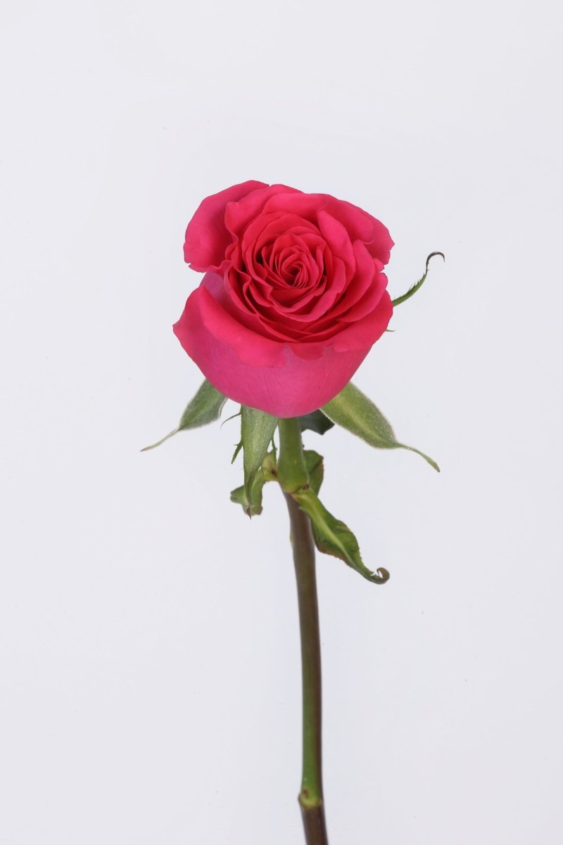 Fuchsia Fantasy - Hunter & Aurora Roses