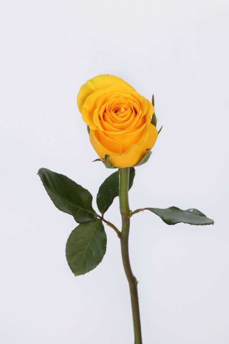 Sunshine Bliss - Hunter & Aurora Roses