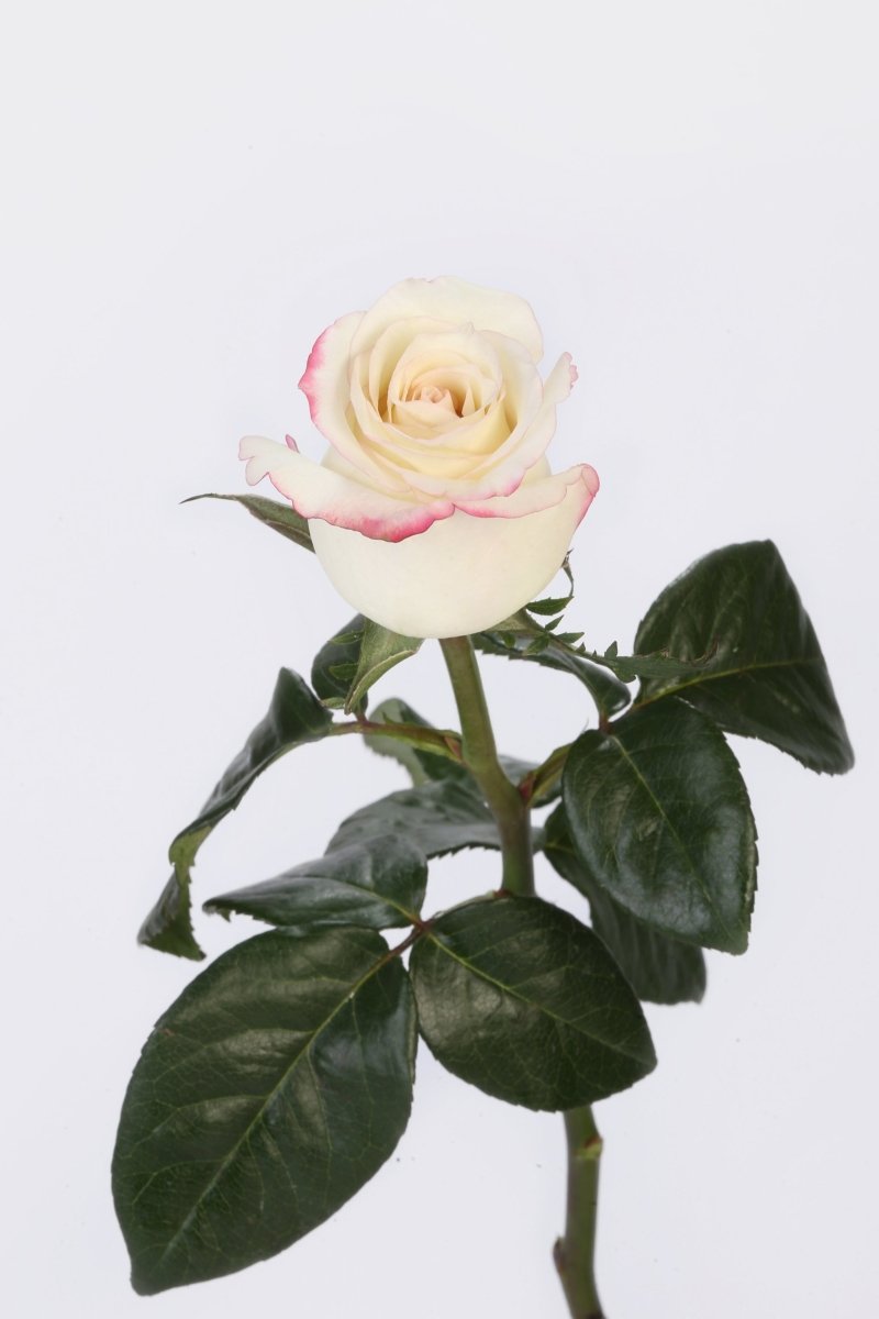 Vanilla Sky - Hunter & Aurora Roses