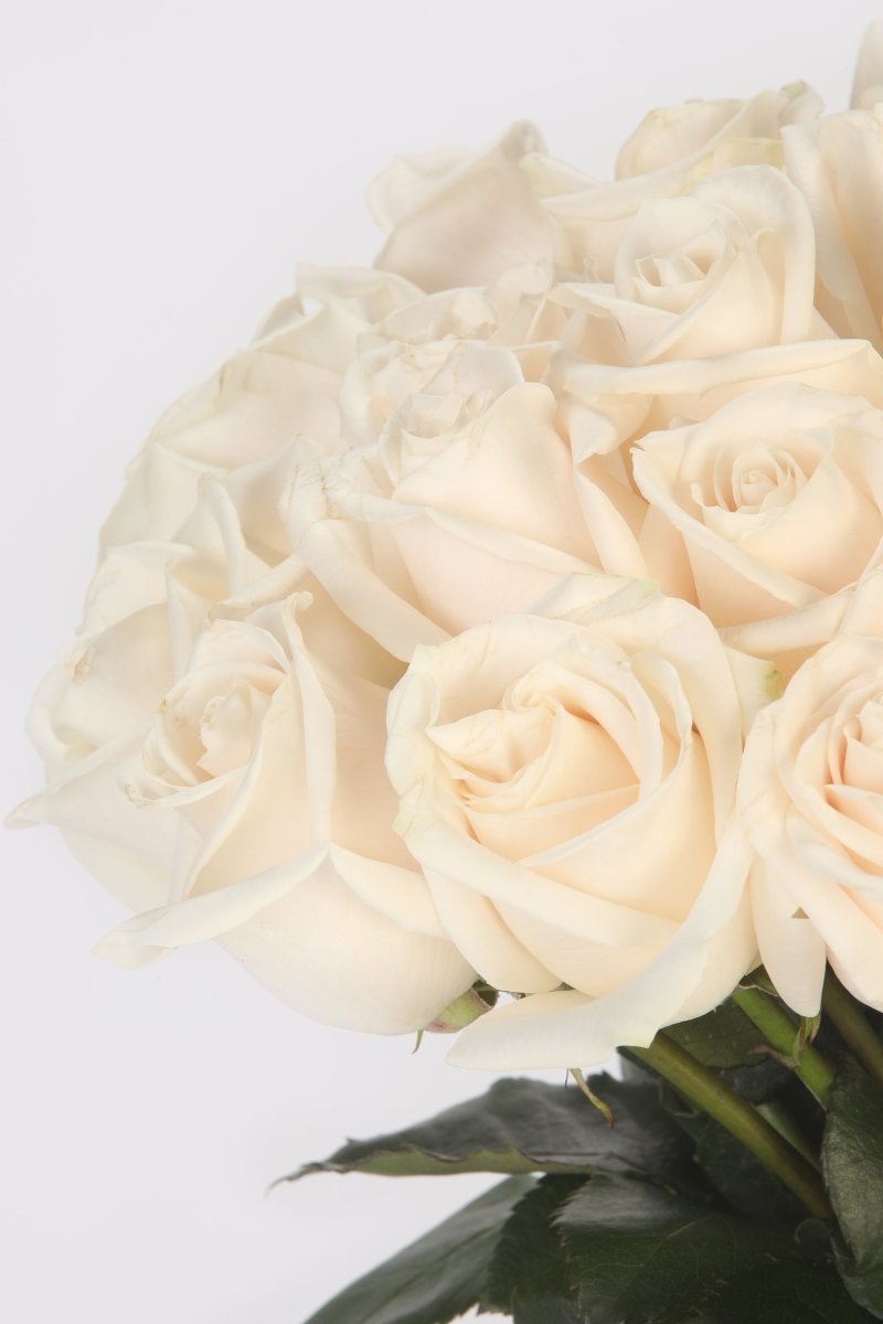 Cream Kiss - Hunter & Aurora Roses