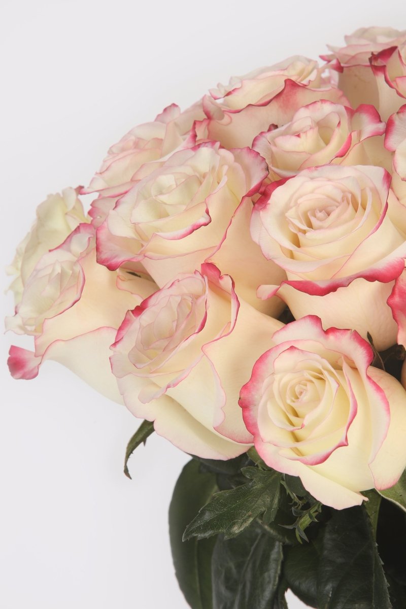 Vanilla Sky - Hunter & Aurora Roses