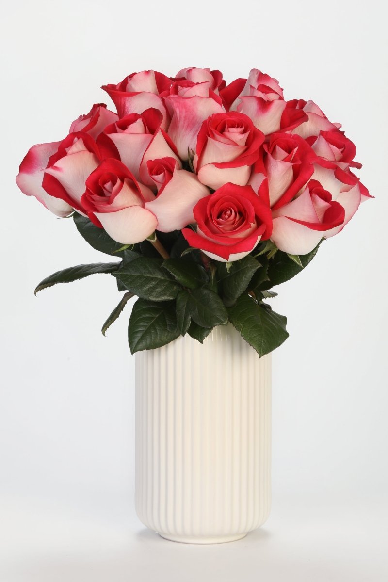 Crimson Embrace - Hunter & Aurora Roses