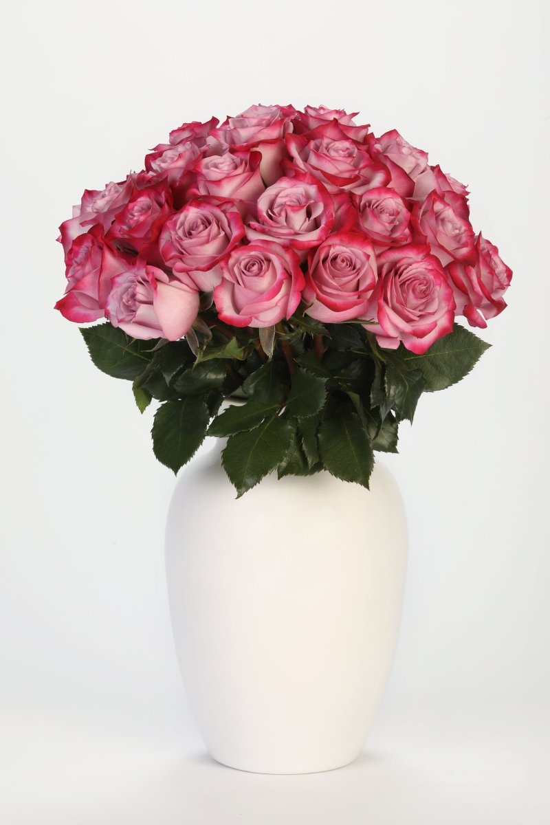 Mystic Lavender - Hunter & Aurora Roses