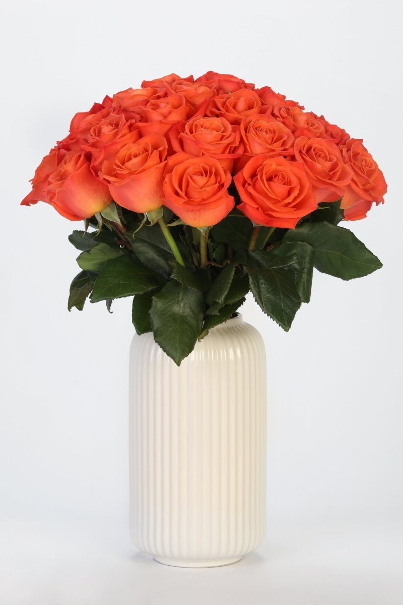 Citrus Blaze - Hunter & Aurora Roses