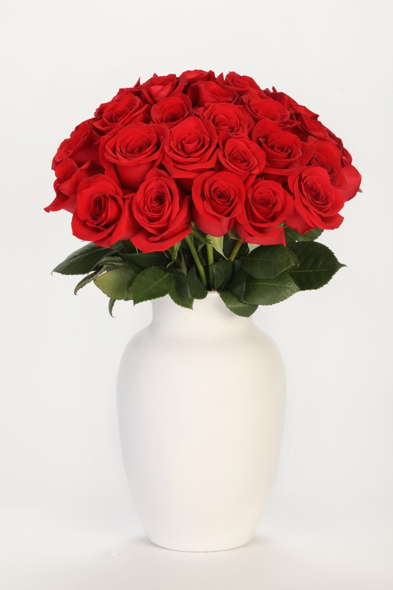 Velvet Passion - Hunter & Aurora Roses