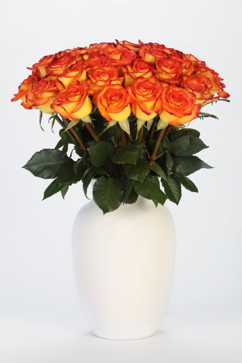 Fire & Gold - Hunter & Aurora Roses
