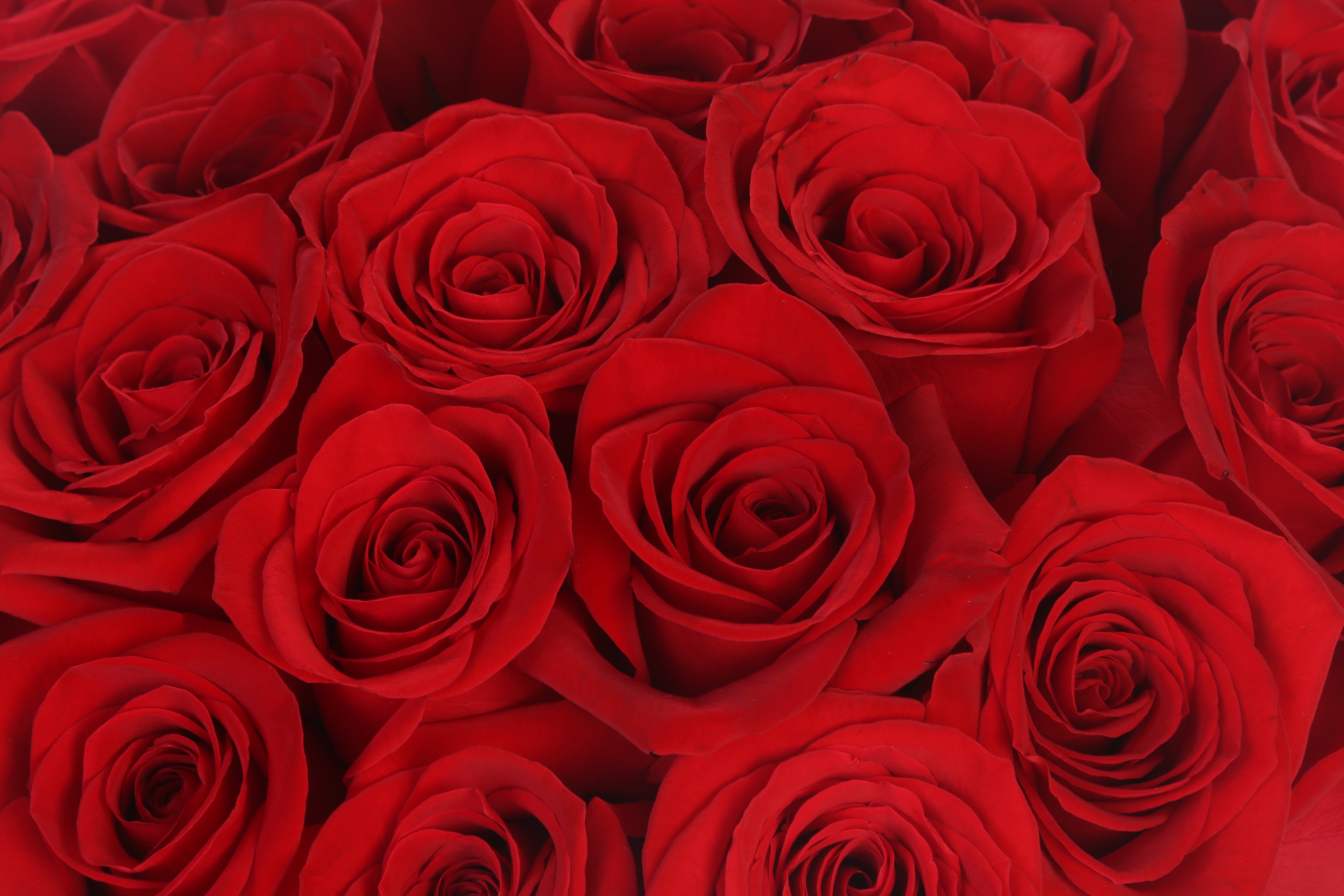 Velvet Passion