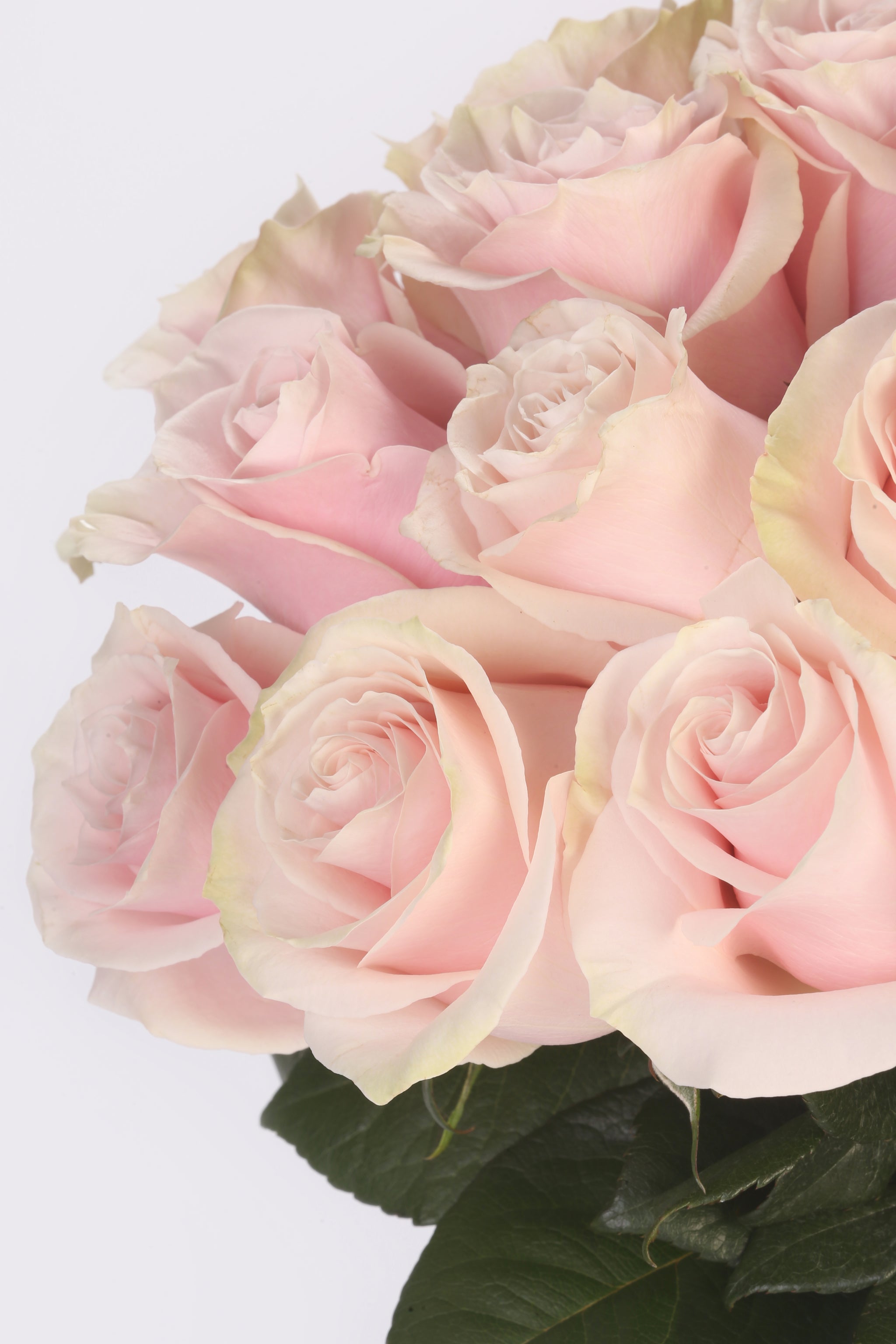 Blush Elegance