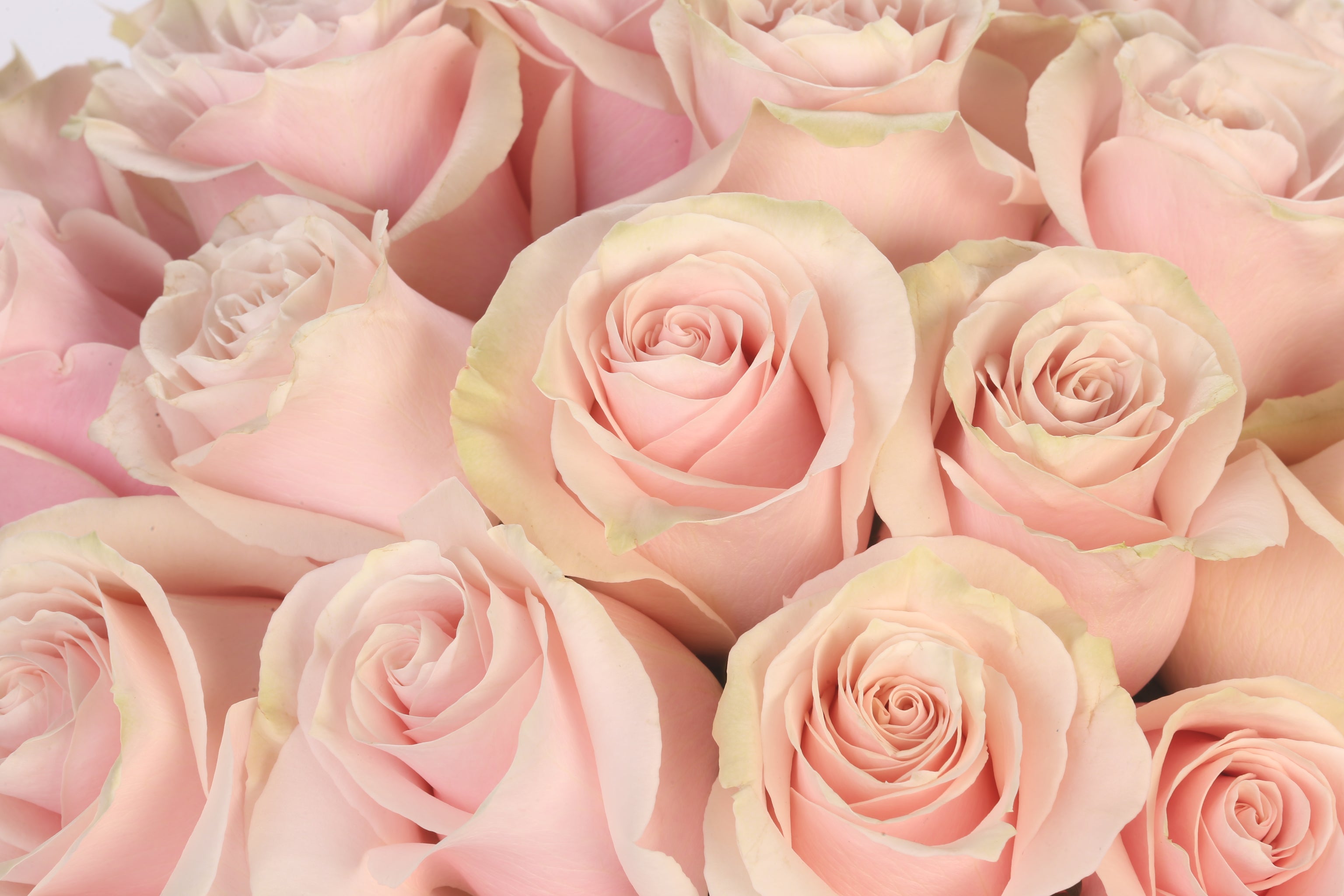Blush Elegance