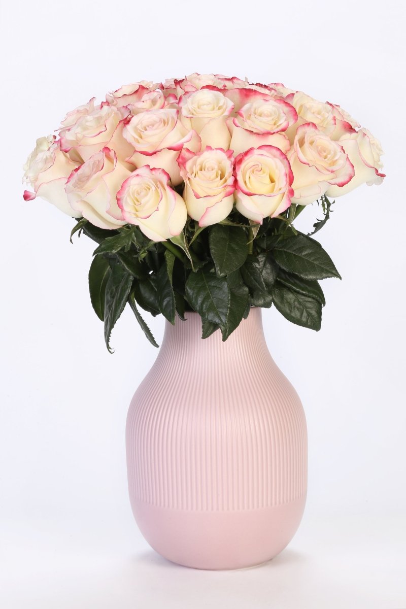 Vanilla Sky - Hunter & Aurora Roses