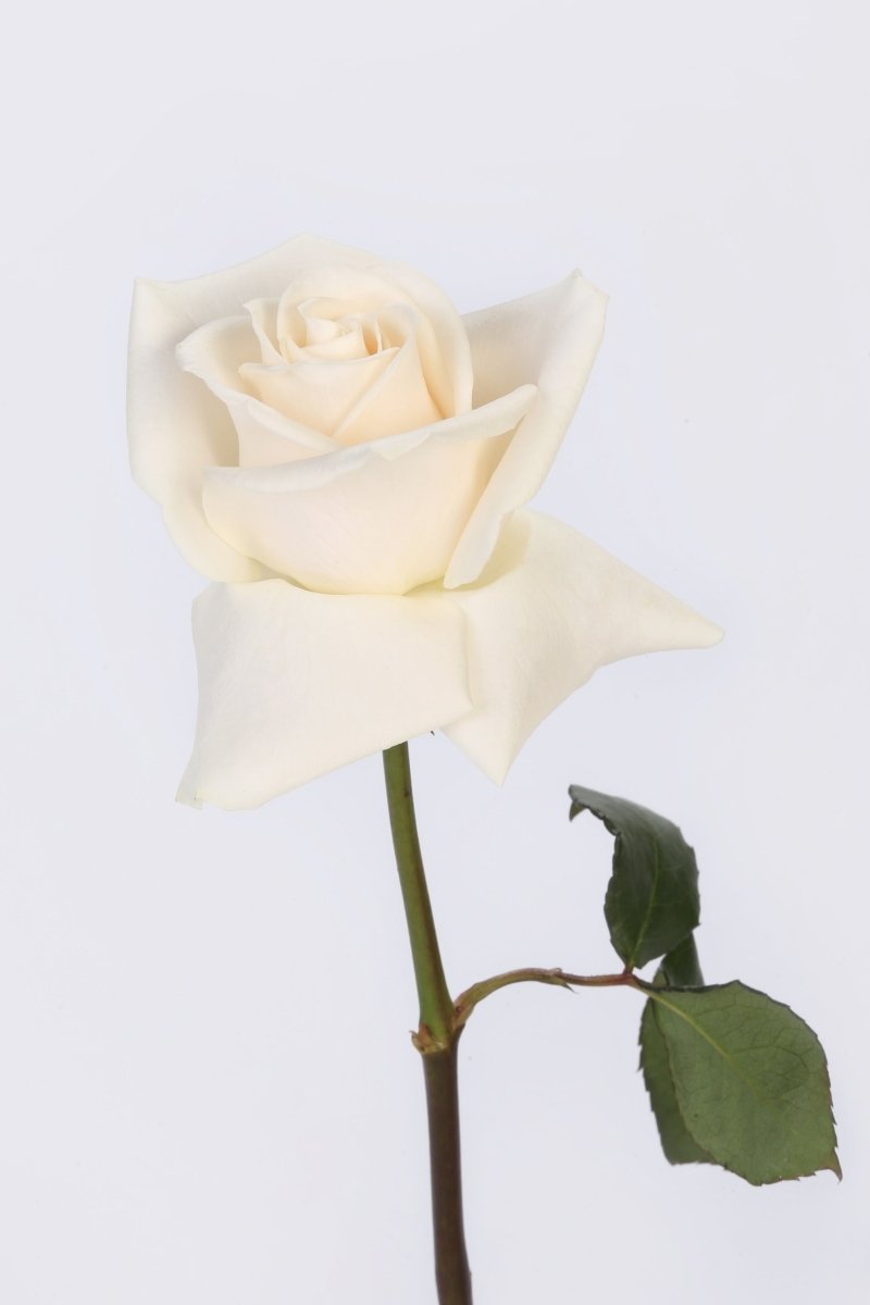 Cream Kiss - Hunter & Aurora Roses