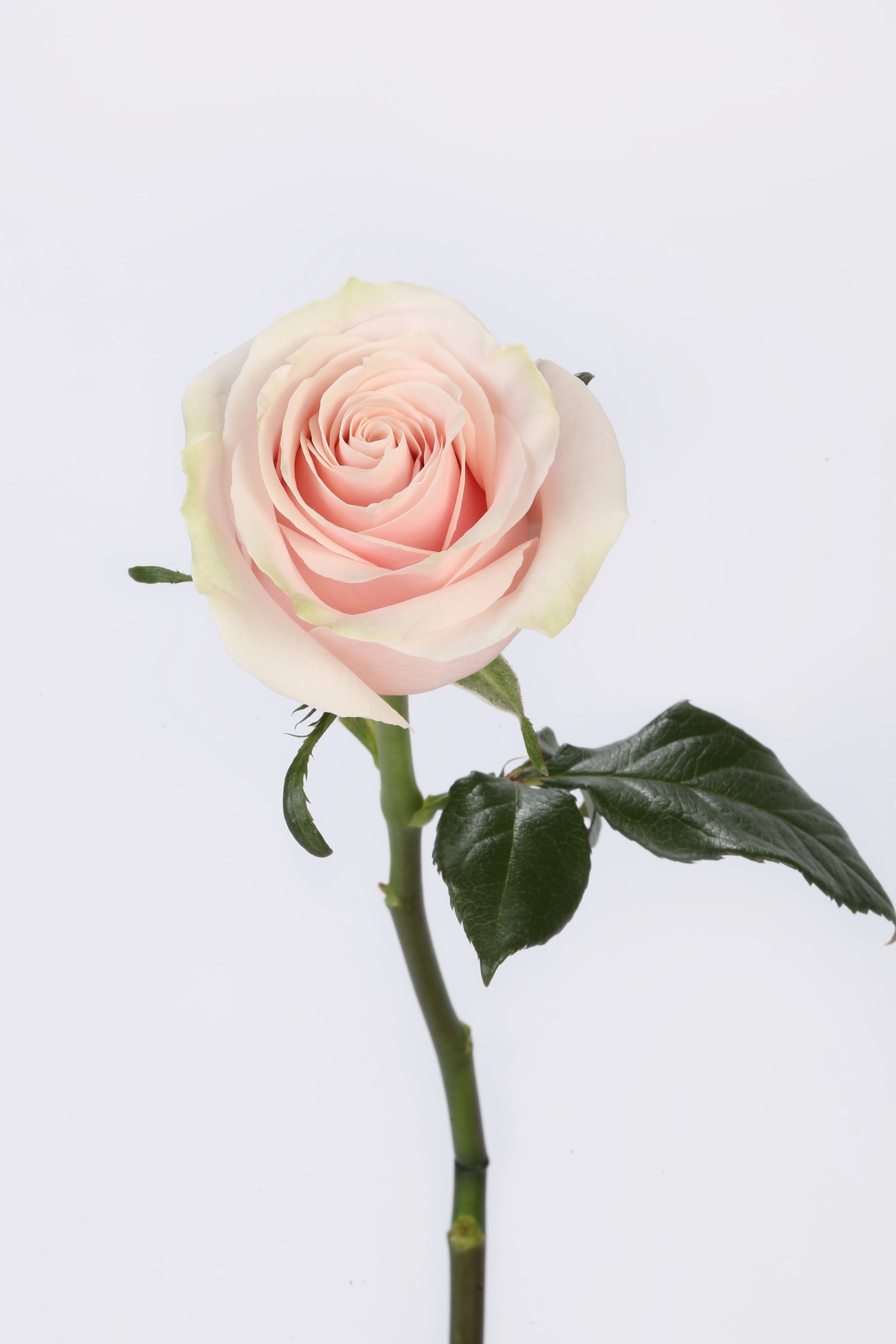 Blush Elegance